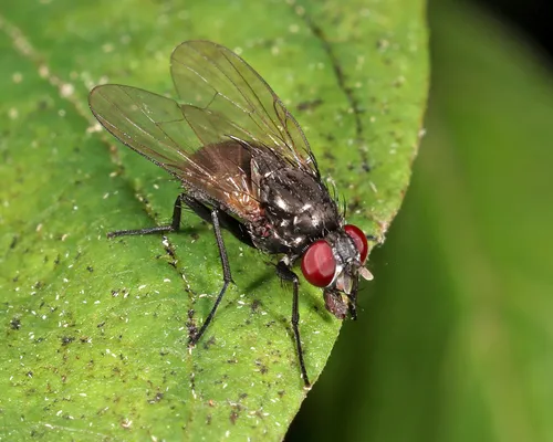 Hebecnema nigra