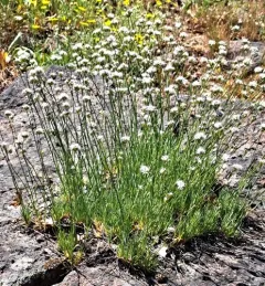 ballhead sandwort thumbnail 3