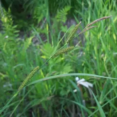 Hayden's sedge thumbnail 4