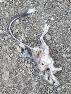 California Kangaroo Rat thumbnail 2