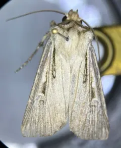 Sable Island Cutworm Moth thumbnail 2