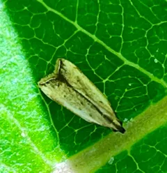 Black-edged Dichomeris Moth thumbnail 2