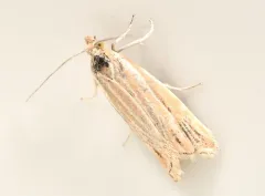 Pelochrista argenteana thumbnail 3