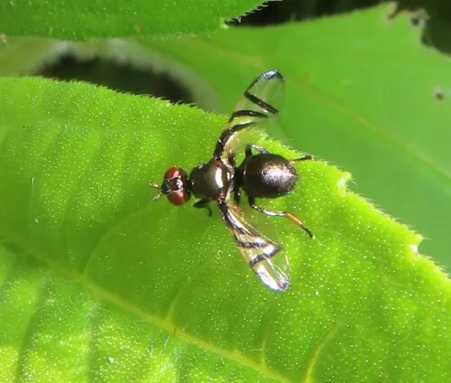 Rivellia melliginis