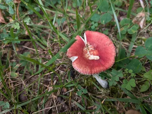 Russula pusilla