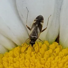 Obscure Plant Bug thumbnail 4