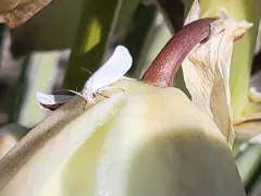 Five-spotted Bogus Yucca Moth thumbnail 2