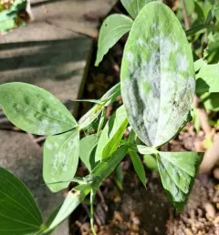 Pea Powdery Mildew thumbnail 2
