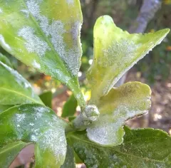 Spindletree powdery mildew thumbnail 3