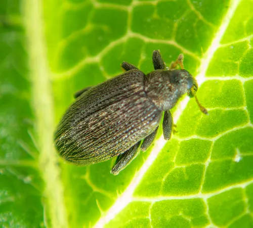 Beech leaf-mining weevil