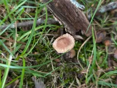 Inocybe subradiata thumbnail 3