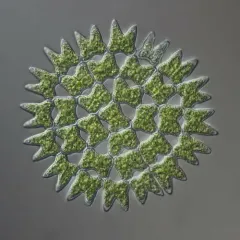 Pediastrum duplex thumbnail 3