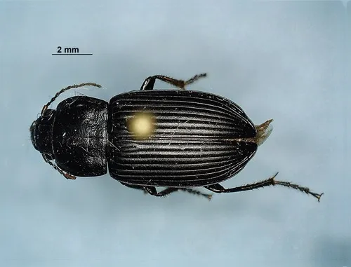 Anisodactylus kirbyi