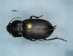 Anisodactylus kirbyi thumbnail 1