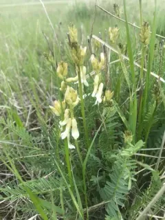 Sheldon's Milkvetch thumbnail 1