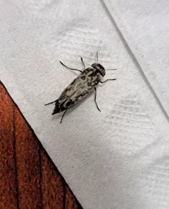 Two-toothed Tumbling Flower Beetle thumbnail 4