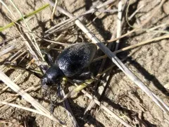 Moneilema annulatum thumbnail 3