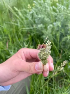 Schinia bina thumbnail 3