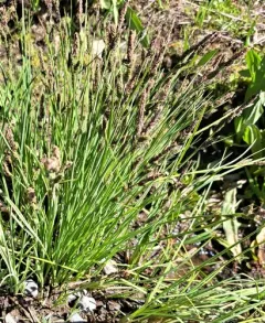 torrent sedge thumbnail 4