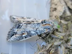 Rhizagrotis stylata thumbnail 2