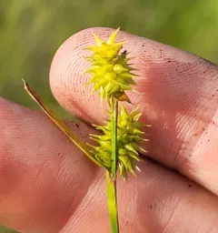 northeastern sedge thumbnail 4