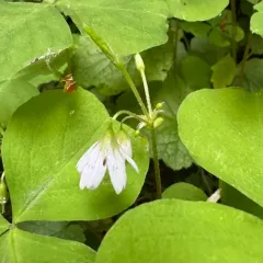 trilliumleaf woodsorrel thumbnail 3