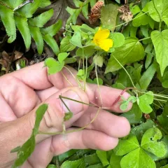 Suksdorf's woodsorrel thumbnail 3