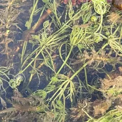 common stonewort thumbnail 4