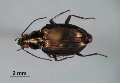 Bembidion punctatostriatum thumbnail 3