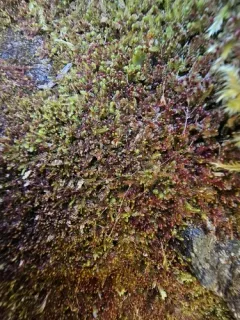 Japanese Flapwort thumbnail 2