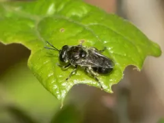Long-horned Ant Fly thumbnail 1