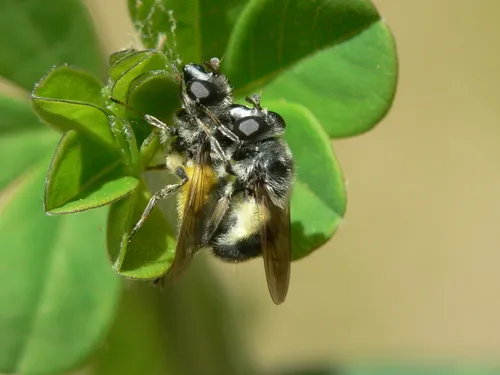Hairy Wood Fly