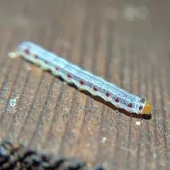 Confused Woodgrain Moth thumbnail 4