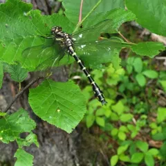 Zebra Clubtail thumbnail 3