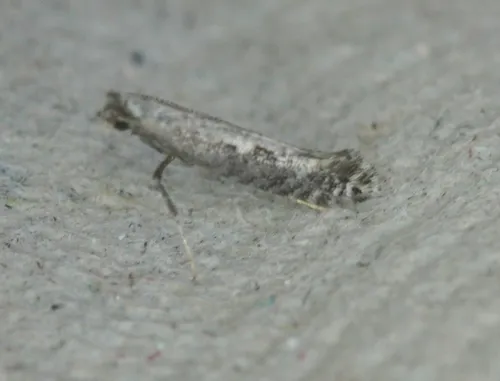 Parornix dubitella