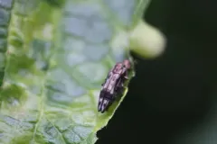 Common Hackberry Agrilus thumbnail 1