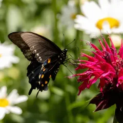 Pipevine Swallowtail thumbnail 4