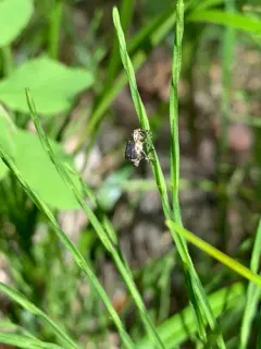 Horsetail weevil thumbnail 3