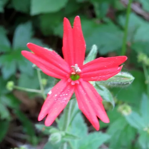 fire pink