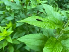 Ceraclea punctata thumbnail 3