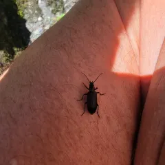 Cedar False Blister Beetle thumbnail 4