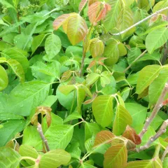 western poison ivy thumbnail 5