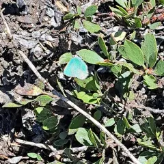 Sheridan's Hairstreak thumbnail 4