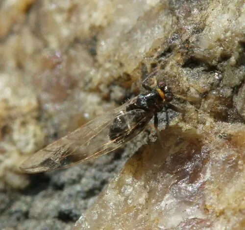 Persimmon Psyllid