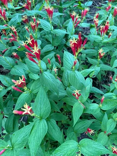woodland pinkroot