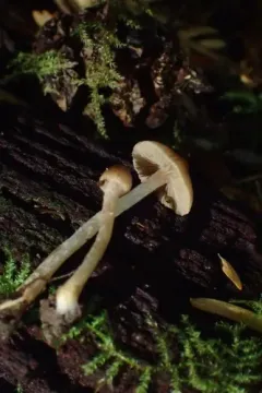 Inocybe minima thumbnail 2