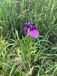 Japanese iris thumbnail 3