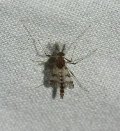 Psectrotanypus discolor thumbnail 3