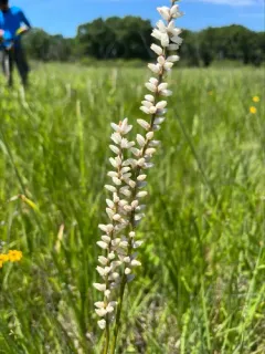 White-tubed Colicroot thumbnail 2