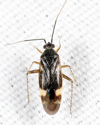 Plagiognathus parshleyi